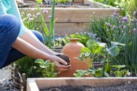 Woman adding compost to strawberry plants.