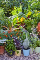 Container kitchen gardening with sage, basil, curry, French marigold and Swiss chard.