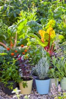 Container kitchen gardening with sage, basil, curry, French marigold and Swiss chard.