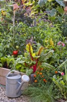 Watering can beside raised bed with Swiss chard, tomatoes and peppers,.