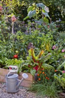 Raised bed with Swiss chard, peppers and tomatoes, colander of freshly harvested lettuce and a watering can.
