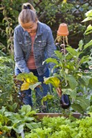 Woman removing unhealthy foliage from aubergine plant.