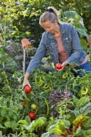 Woman harvesting tomatoes from raised bed.