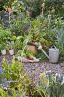 Trug with harvested Swiss chard and tomatoes. Behind is raised bed with Swiss chard, peppers, tomatoes, French marigold, Welsh onion, basil.