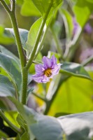 Solanum melongena - Eggplant flower