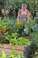 Woman planting potted French marigold in raised  vegetable bed between tomato and aubergine.