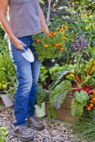 Woman carrying potted French marigoldi ready for planting in vegetable bed to attract beneficial insects.