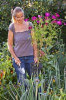 Woman carrying potted Cosmos bipinnatus to fill the gap in the border.