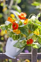 Bunch of nasturtium flowers and foliage in jug hanging on a fence.