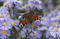 Peacock Butterfly on autumn aster