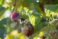 Raspberry starts to mould, next to it unripe and ripe raspberry