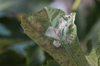 Damage to fig caused by the fig spreadwing butterfly