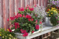 Hanging geranium 'Happy Face Dark Red Mex' and small-flowered mountain mint 'Blue Cloud'