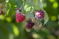 Raspberry begins to mould