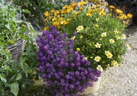 Two-tooth 'Lemon Moon', scented stonewort 'Princess in Purple' and capitula Summersmile 'Orange' in a pot on a gravel terrace