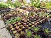 mixed aeoniums growing in a nursery