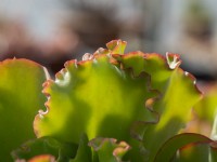 Frilly margins of an ornamental Echeveria leaf