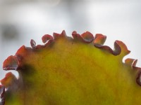 Frilly margins of an ornamental Echeveria leaf
