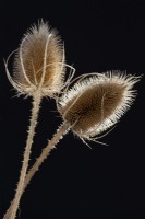 Dipsacus fullonum common teasel dried flower seedhead