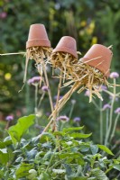 Upturned pots filled with straw at the tops of the tomato cane support.
