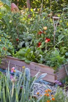 Raised bed with parsley, radicchio, tomatoes and curly kale.