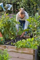 Woman planting basil in gap between tomato and aubergine .
