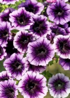 Petunia Famous Violet Dark Eye, summer July