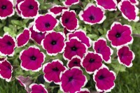 Petunia Red Carpet Collection RIMarkable, summer July
