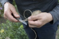 Using sharp knife to cut hemp string into short lengths to tie in tomato plants onto cane