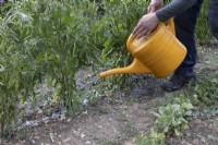 Watering outdoor tomatoes with yellow plastic watering can