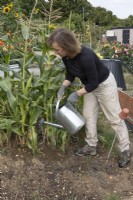 Woman watering sweet corn crop on allotment