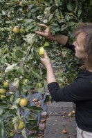 Woman picking apples on allotment plot