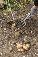Digging, lifting potatoes with garden fork.  Potato 'Maris Piper'