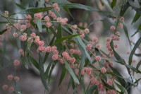 Acacia leprosa 'Scarlet Blaze', Cinnamon Wattle - January