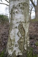 Betula papyrifera, paper birch - January