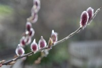 Salix gracilistyla 'Mount Aso' - January