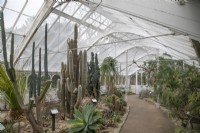 Cacti in the greenhouse at Birmingham Botanical Gardens - January 