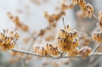 Hamamelis x intermedia 'Orange Peel' - Witch hazel in the frost
