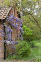 View of Wisteria sinensis trained on the gable end wall of an old red brick coach house. May. In the distance are Paeonia lutea var. ludlowii and Magnolia liliiflora 'Nigra'.