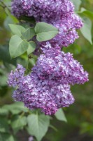 Syringa vulgaris 'Charles X'. May. Highly scented single flowers in late spring or early summer.