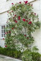 Red climbing rose trained on galvanised wirework trellis attached to painted wall of house. May