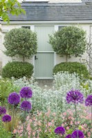 Clipped rosemary bushes and Olea europaea - olive trees, on each side of back door of house. Stachys lanata - lamb's ears, alliums and helianthemums - rock roses. May