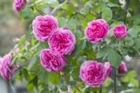 Rosa Gertrude Jekyll syn. 'Ausbord'. Double pink highly scented flowers, May.