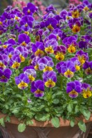 Viola cornuta 'Sorbet Antique Shades'. Mass of flowers on plants growing in terracotta container in May.