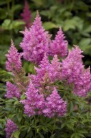 Astilbe 'Cotton Candy'