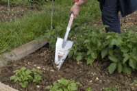 Using a mini Root Assassin spade with saw-toothed edges, to break up hard ground.  On allotment.