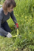 Woman using shears to cut grass on allotment pathway