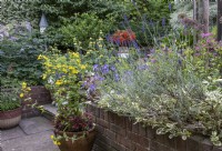 Raised bed in summer.  Geranium 'Johnson's Blue', Lavandula, yellow Mimulus pot grown, Phlomis and Begonia 'Bonfire' in background.