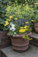 Summer flowering plants, recently potted in terracotta container on patio, Achillea in background