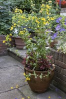 Water marginal Mimulus guttatus, in terracotta pot on patio.  Geranium 'Johnson's Blue' and other potted plants in background.